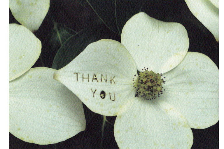c422-thank-you-dogwood-blossom
